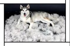 毛質(zhì)差、過(guò)度脫毛？華興重磅推出犬美毛處方糧