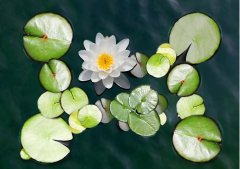 夏至丨夏花燦爛，愛至美好